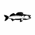 Walleye Zander fish logo Royalty Free Stock Photo